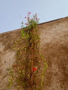 Cypress Vine Seeds