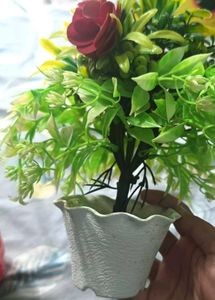 3 Combo Set Of Mini Pot With Decorative Plants