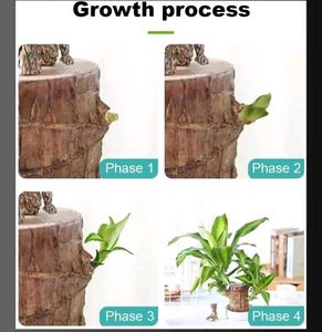 For Home Decorations Live Plant🌱