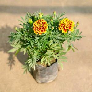 Marigold Plant Pack Of 3