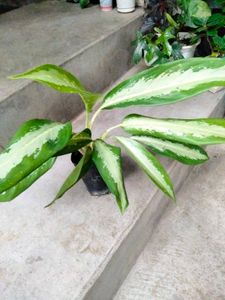 Banana ,Fishbone Cactus N Aglonema Combo