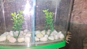 Small Aquarium  With Partition &amp; Lights