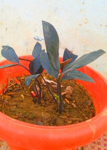Combo Air Purifying Plants