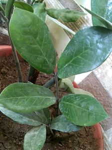 Combo plants @150