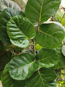 Polyscias scutellaria (Aralia) with pot