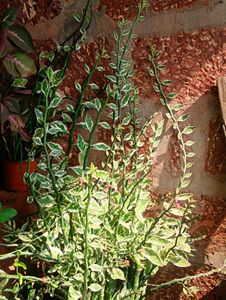 11 Rare Plant