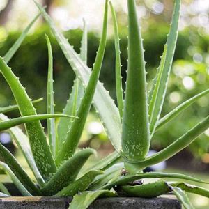Aloe Vera Plant