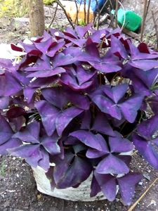 Combo Of 4 Healthy Plants