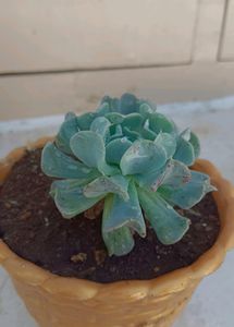 Succulent Plant Without Pot