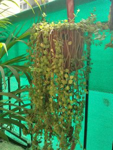 Entangled hearts 20 Cuttings- Hanging Plant