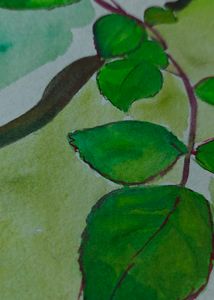 Rose Flower Watercolor Painting