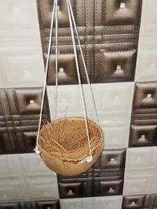 Bird nest selling grab items