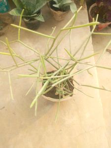 Fresh Pencil Cactus With Healthy Root