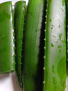 Fresh Aloevera Leaves