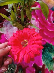 Woman Flower Yellow &amp; Red Clip 💛♥️