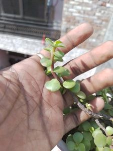JADE PLANT CUTTINGS PACK OF 2.