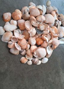 Sea Shells From Andhra Pradesh 130 Shell