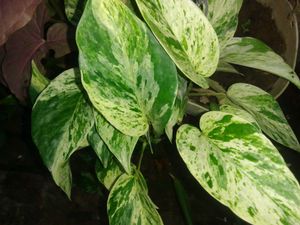 Choose Any Plant @49rs
