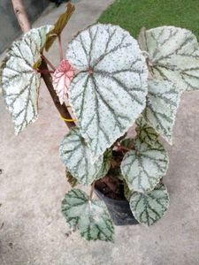 Philo, Pothos,Aglo N Begonia Combo Offer