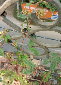 Lajwanti Plant Seeds