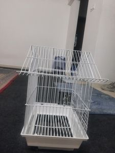 Birds Cage