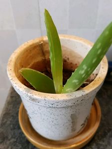 Aloe vera Baby Plant