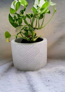 Concrete Pot With Live Plant