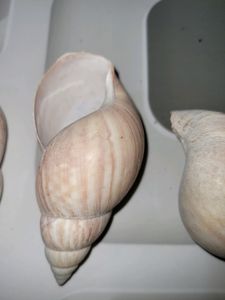 Big Shell 🐚  with 4 quantity