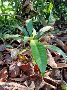 Egg Fruit Plant