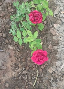 Red Rose Live Plant