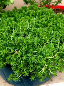 Sedum Angelina Plant