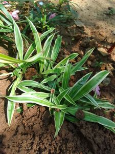Spider Plant