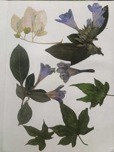 Dried Flowers