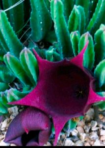 Rare 2 Color  Two Variety Cactus Plant