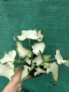 Caladium Bondi Plant