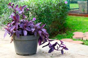 4 Diff Plant Aglaonema Red Emerald