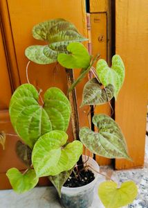 Beautiful Cissus Discolor Plant