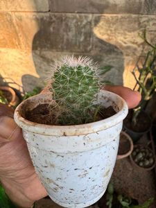 Fish Hook Cactus (Yellow)