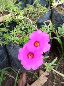Portulaca Mixed Plant