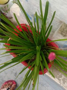 Pink Rain Lily Bulbs 3