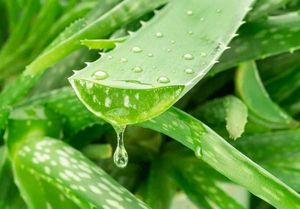 Fresh Aloevera Plant For Face Toner