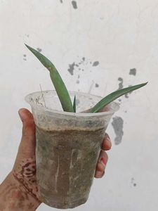 Small Agave Attenuata Plant