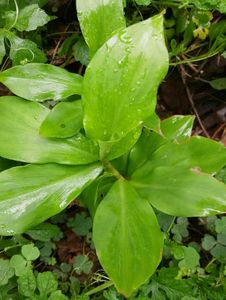 Insulin Plant - Remedy For Blood Sugar