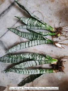 Sansevieria Trifasciata Zeylanica (Spotted)