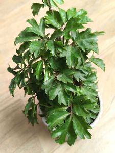 Bonsai Aralia Plant with pot