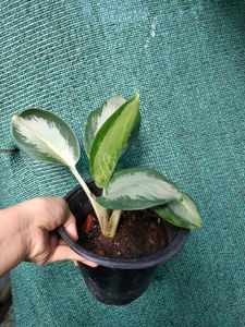 Aglaonema Green Bowl