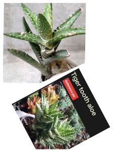 Succulent and Cactus Assortment