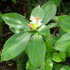 Insulin Plant - Remedy For Blood Sugar