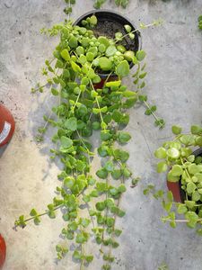 Tangled Heart Plant