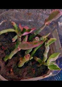 Combo Of 8 Plants For Kitchen Garden